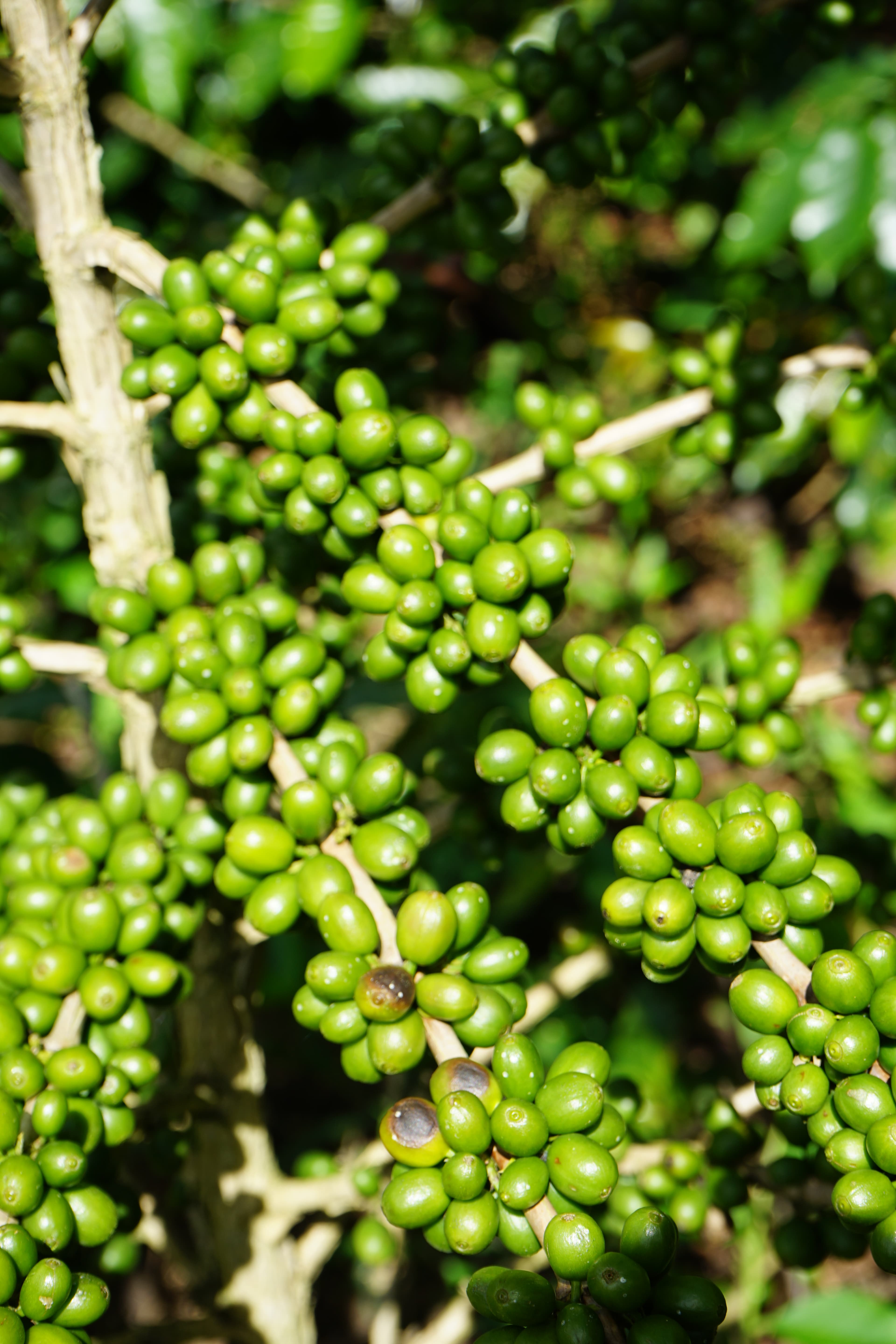 Sanchirio Coffee Group